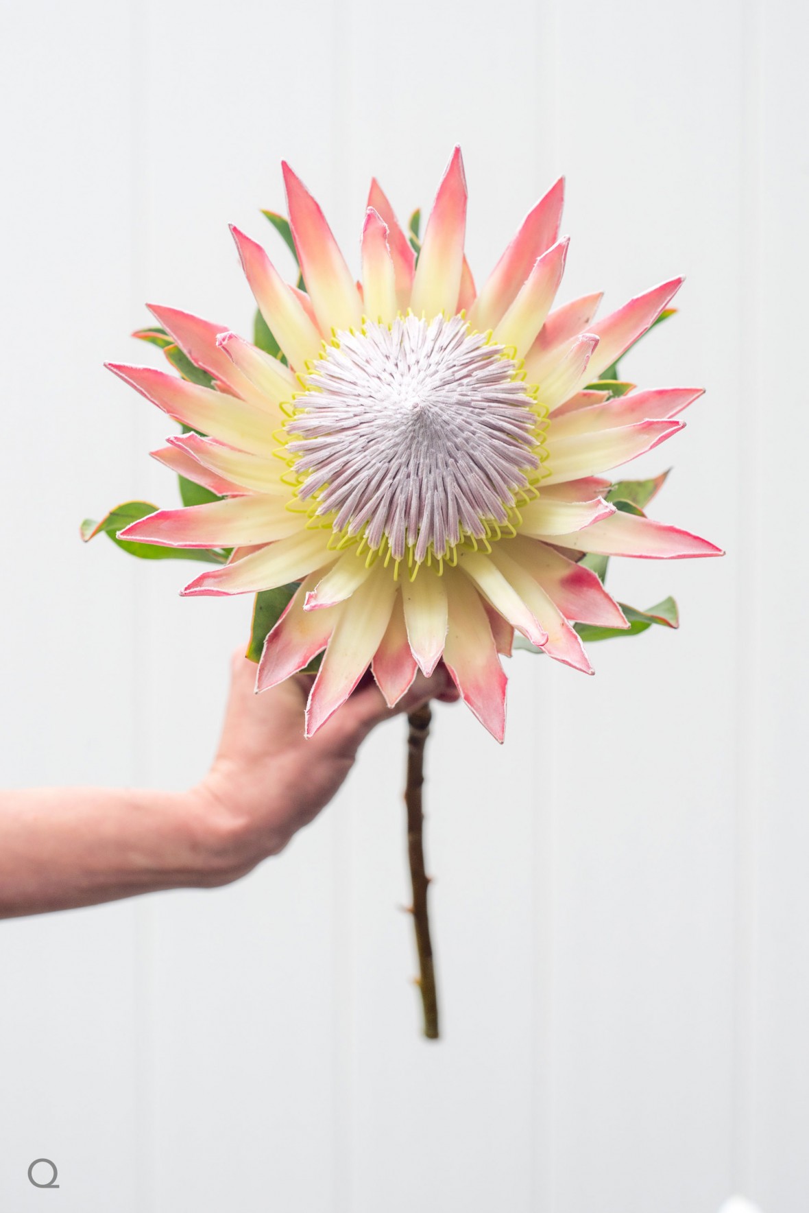 DIY Wedding Bouquets - Meristem Floral - Mikkel Paige Photography 